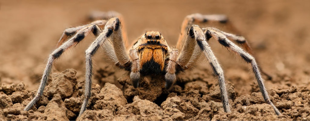 Wolf spider macro shot.