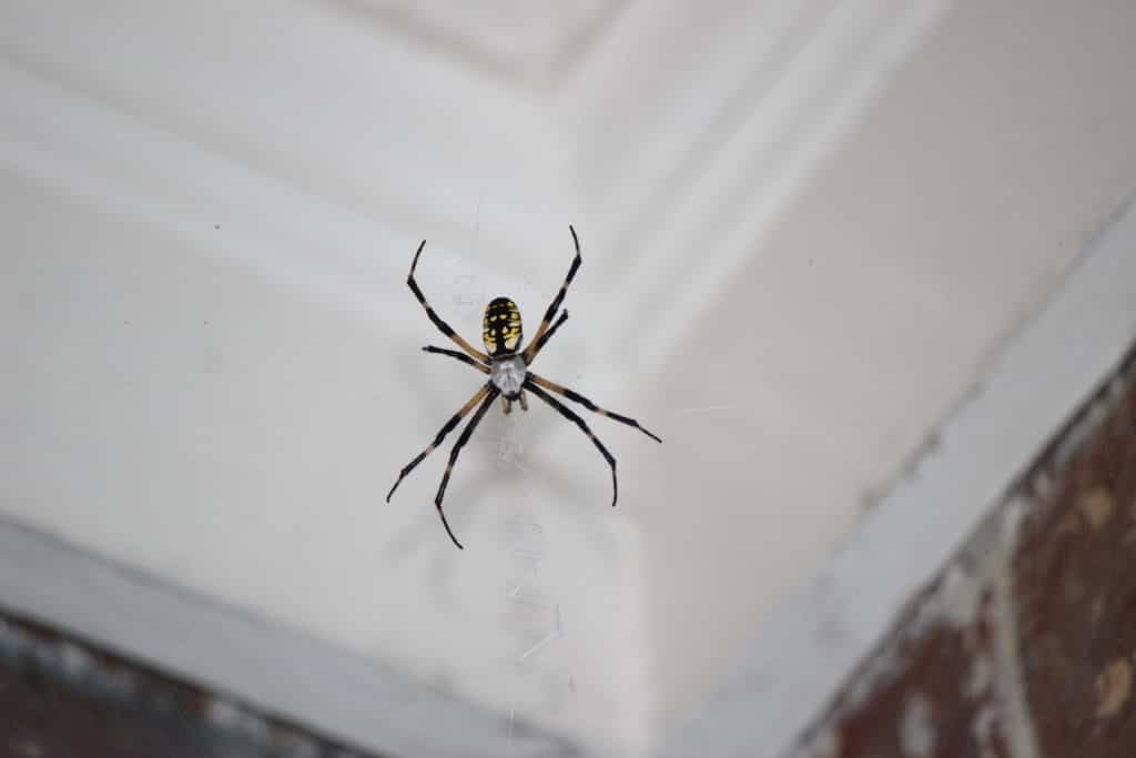 Writing spider on its web indoors.