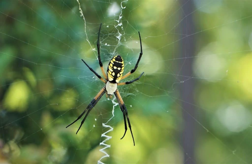 Writing spider, banana spider or corn spider on its web in a garden.