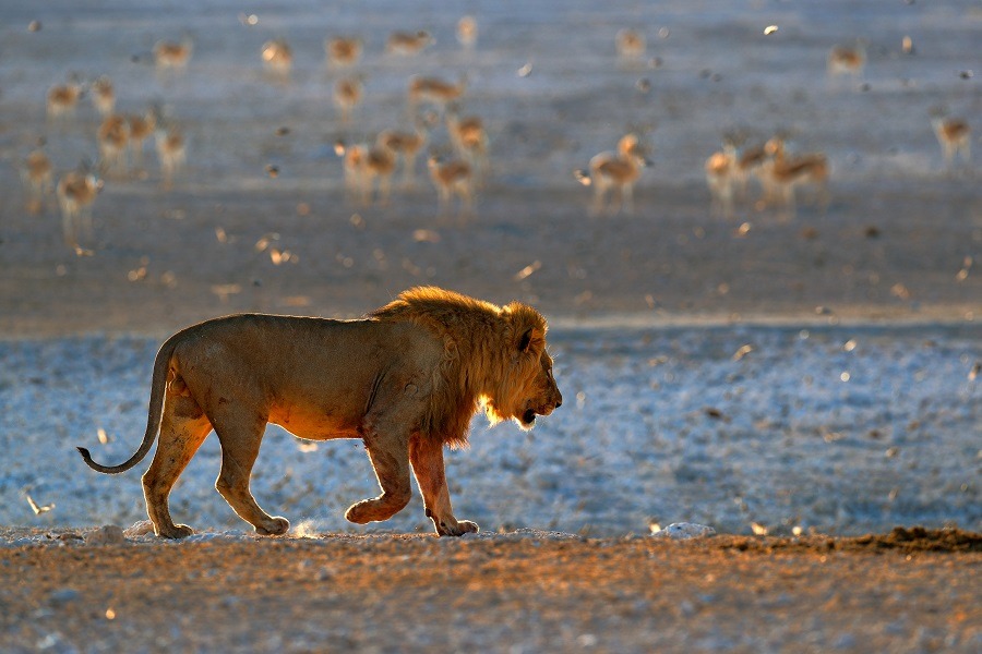 A big African male lion walks to the water to drink.