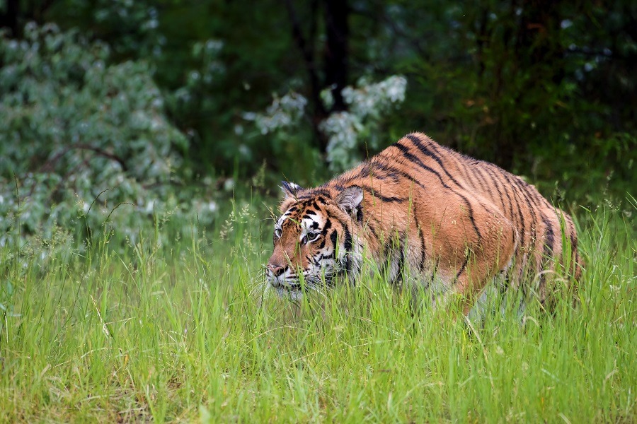 Amur Tiger stalking its prey through the grass.