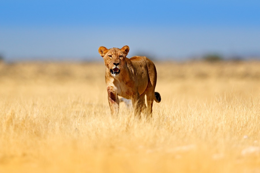 Big angry female lion walking in the grass in beautiful grassland.