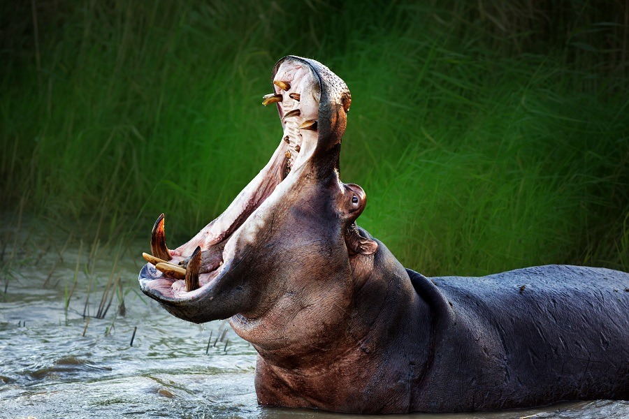 Angry hippopotamus displaying dominance in the water with a wide open mouth, shows strong canine teeth.