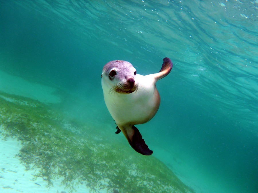 Australian sea lion grace underwater.