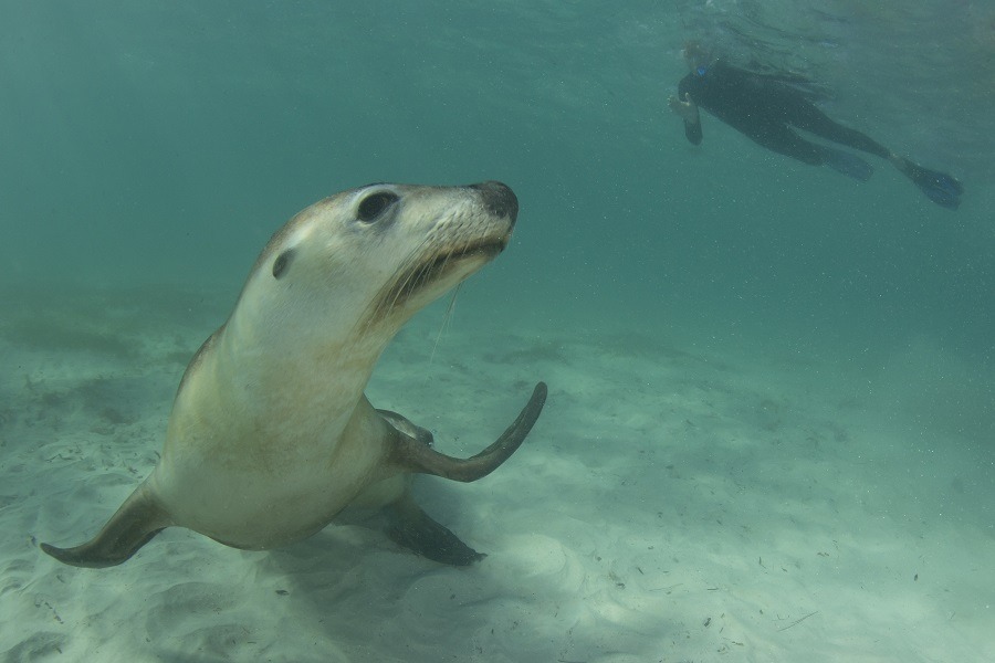 A sea lion underwater, man snorkeling in the background.