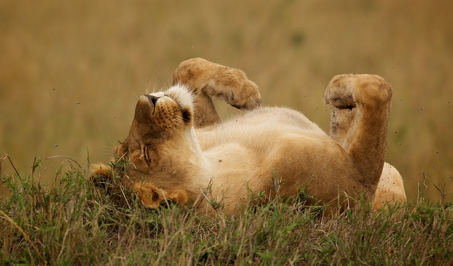 A lioness exposing tummy, having a stretch and roll on her back.