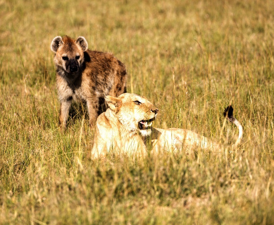  A big female lion on grass with a hyena standing behind her.