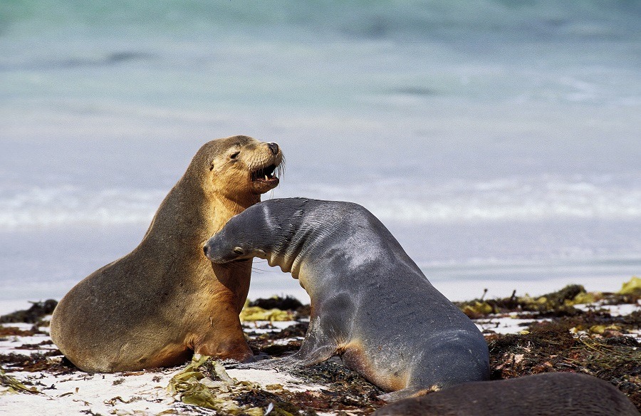 An Australian sea lion couple on the beach.