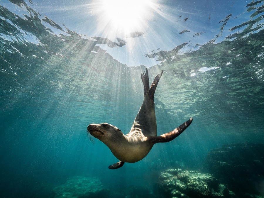 Beautiful California sea lion underwater enjoying the rays of the sun in Baja California.