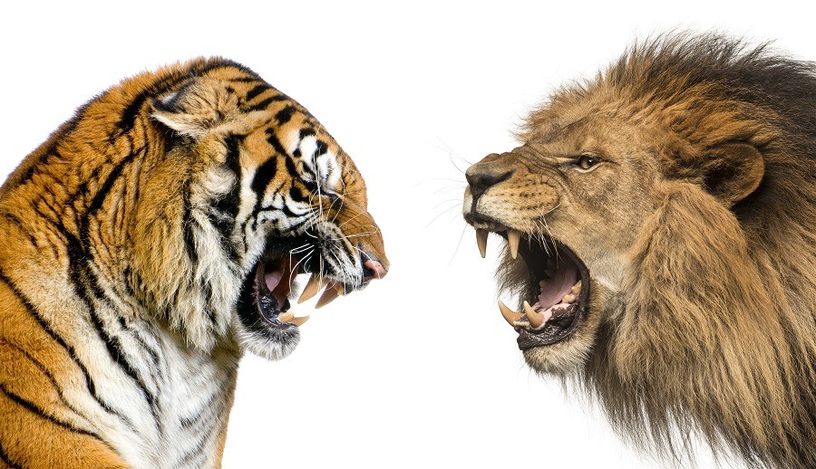 Head of a lion and a tiger roaring ready to fight.