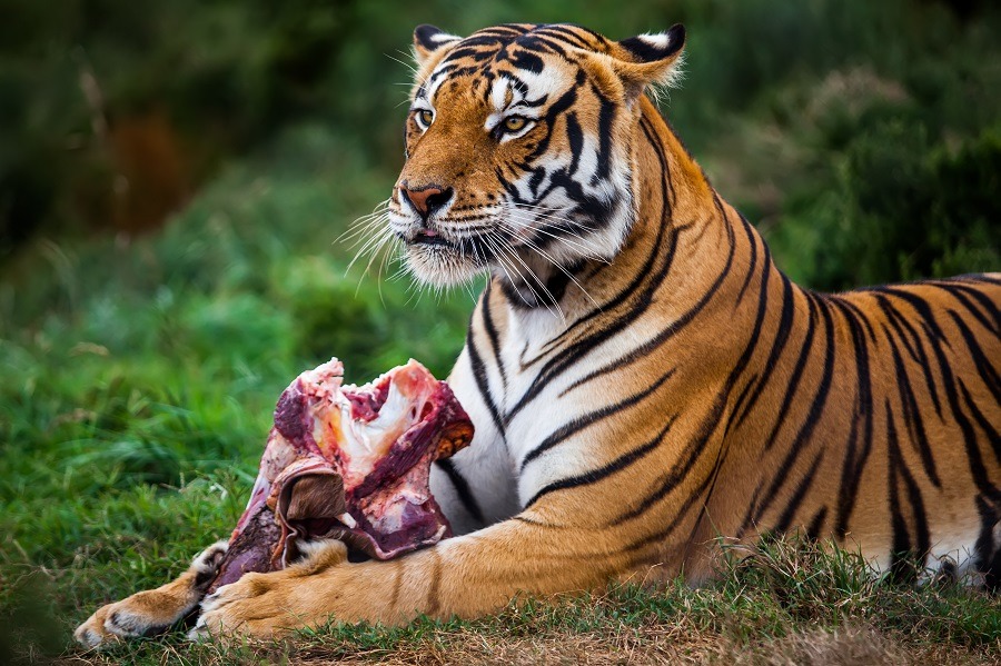 Tiger enjoying its meal.