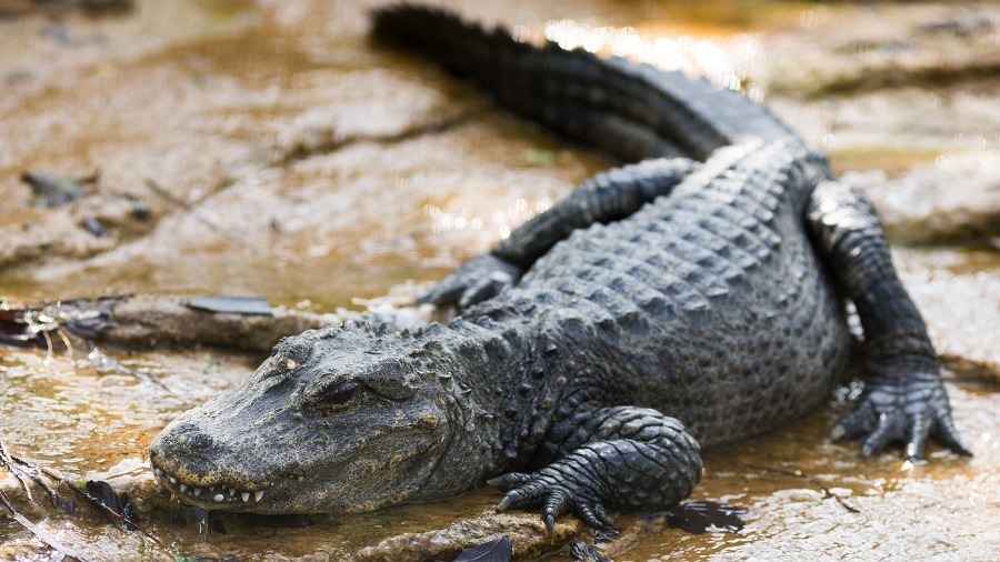 A huge Chinese alligator snoozing on a river bank.