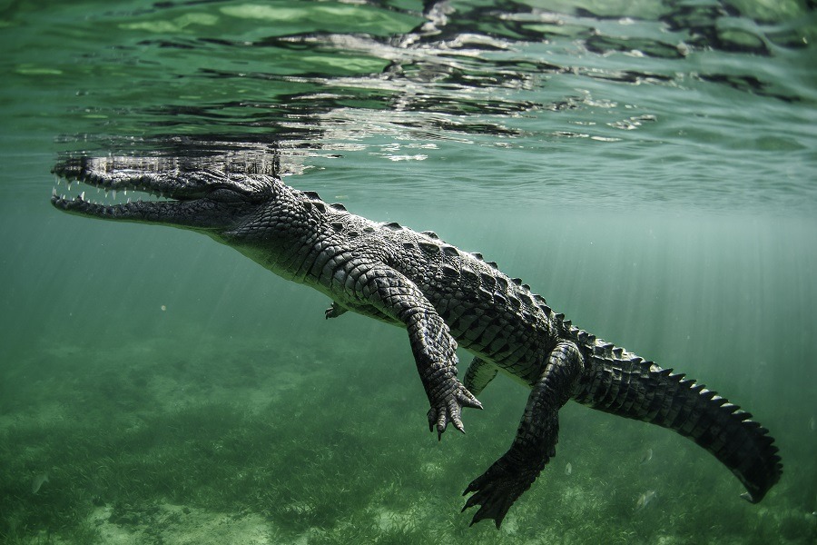 A young crocodile swimming underwater.