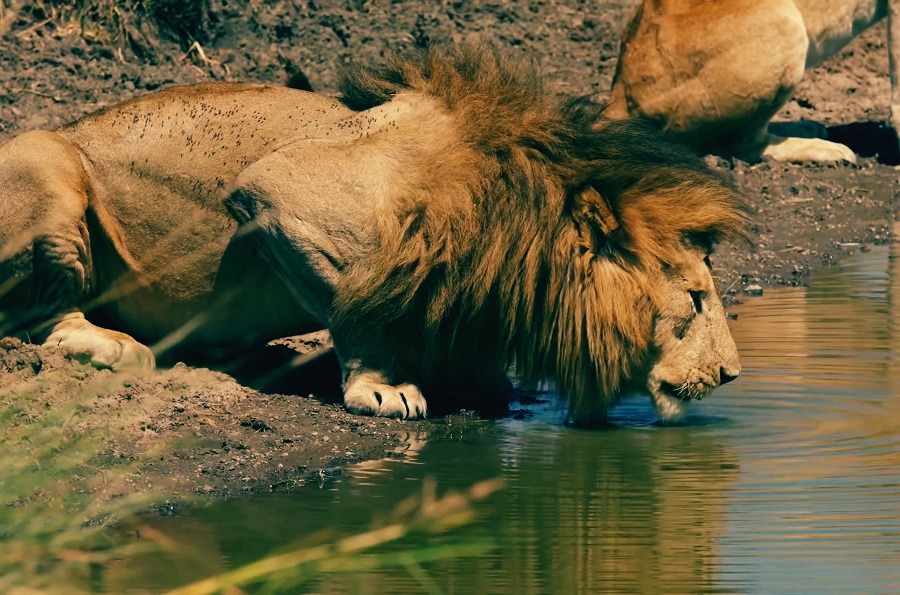 Lion drinking water in the lake.