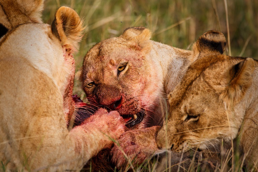 Lions eating from a wartog in the Masai Mara Game Reserve in Kenya.