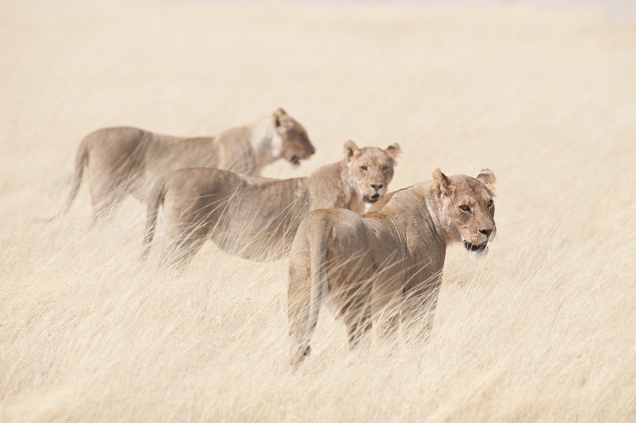 Group of African female lions in the wild.
