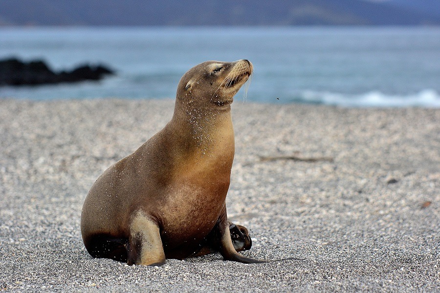 Mommy sea lion on the beach in Galápagos.