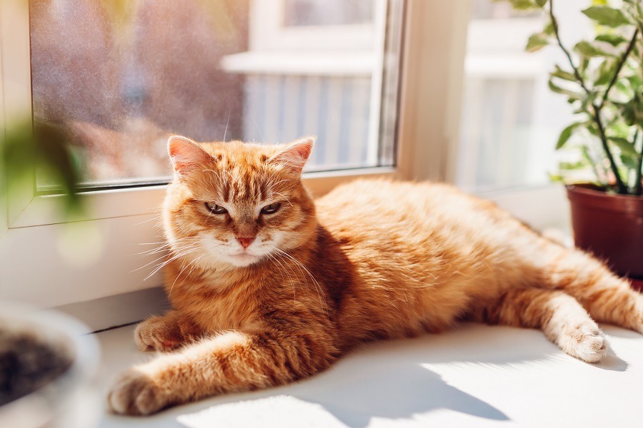 Ginger cat lying on window sill at home in the morning enjoying sunshine.