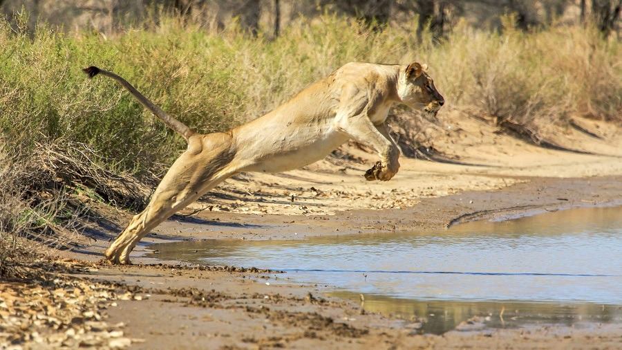 Lion jumping over water seems floating in the air.