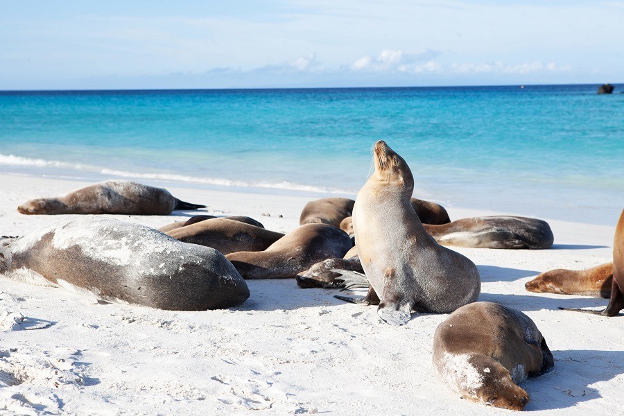 A group of Galapagos Sea Lions basking in the sun.