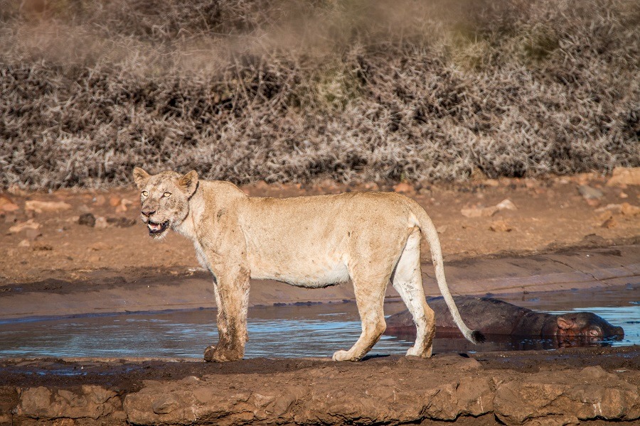 Lion standing next to a waterhole, a hippo in water in the background.