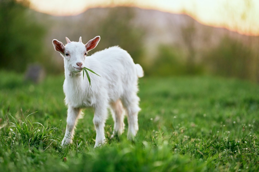 A goat grazing on the meadow.