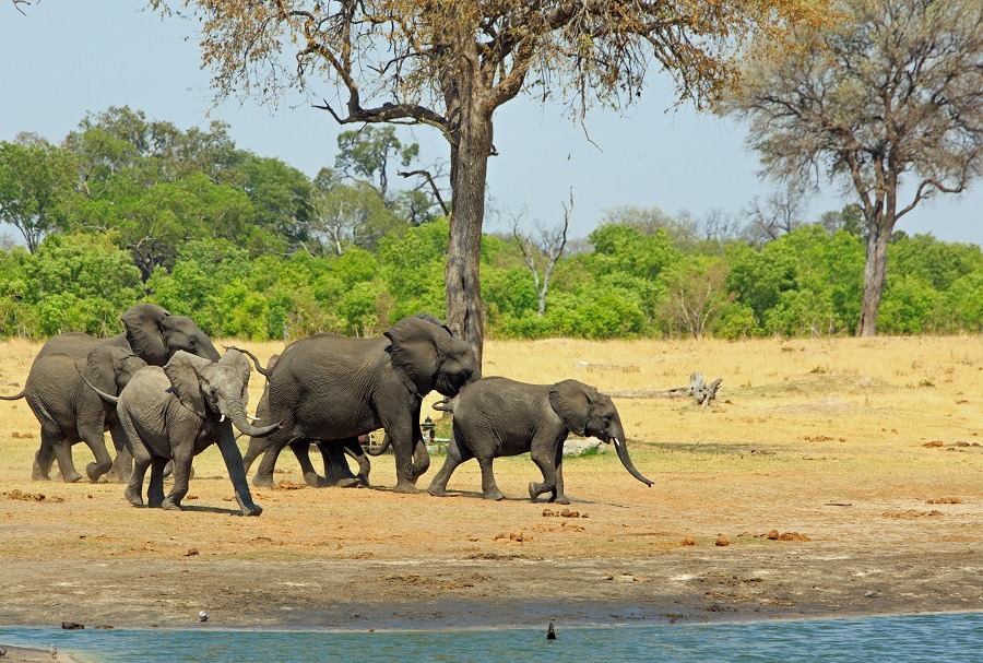 A thirsty herd of African elephants running towards a waterhole in Zimbabwe National Park.
