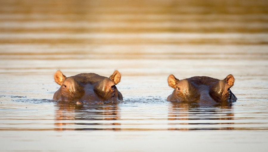 Two hippos submerged in the water only eyes and ears out in the water.