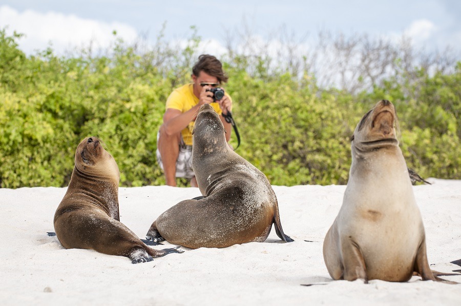 Young tourist taking a photo of sea lions lounging on the beach in the Galapagos Islands.