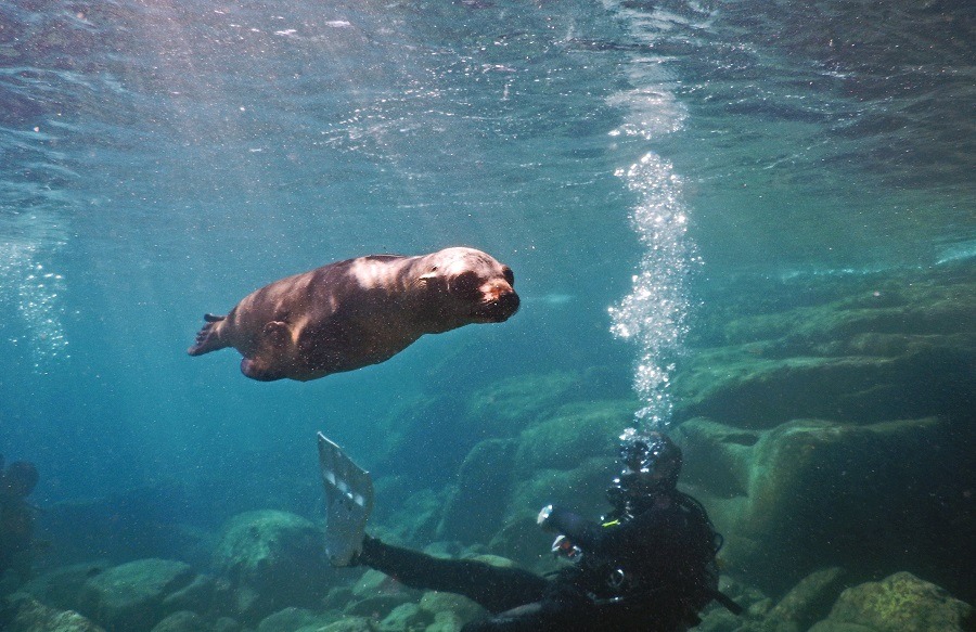 Sea lion cub in the water interacting with a diver.