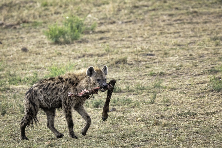 Hyena walking across the savannah with a leg bone in its mouth.