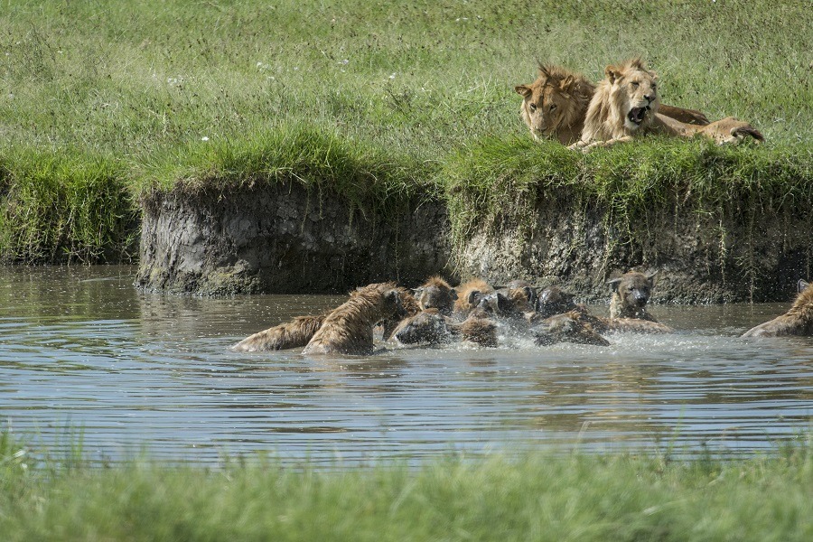 Hyenas eating a baby hippo in the waterhole as lions look on.