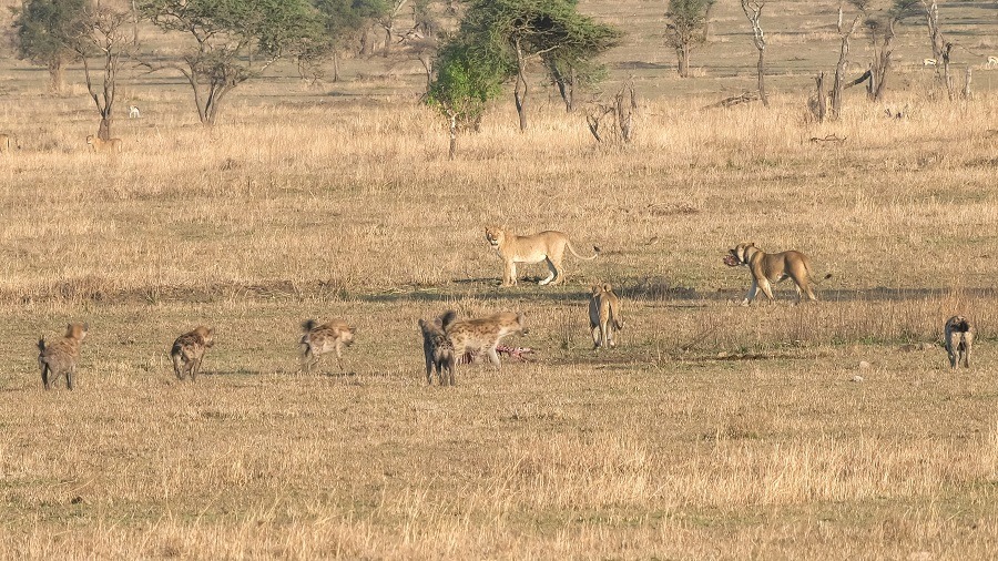 Lions abandon the skeleton of a carcass to hyenas at Serengeti.