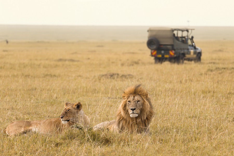 African lion couple lying on grass safari jeep in the background.