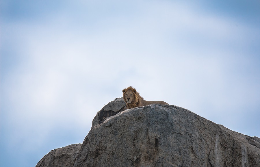 A male lion resting on a high rock.