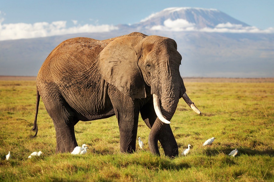 African bush elephant walking on savanna, with white Cattle Egret birds.