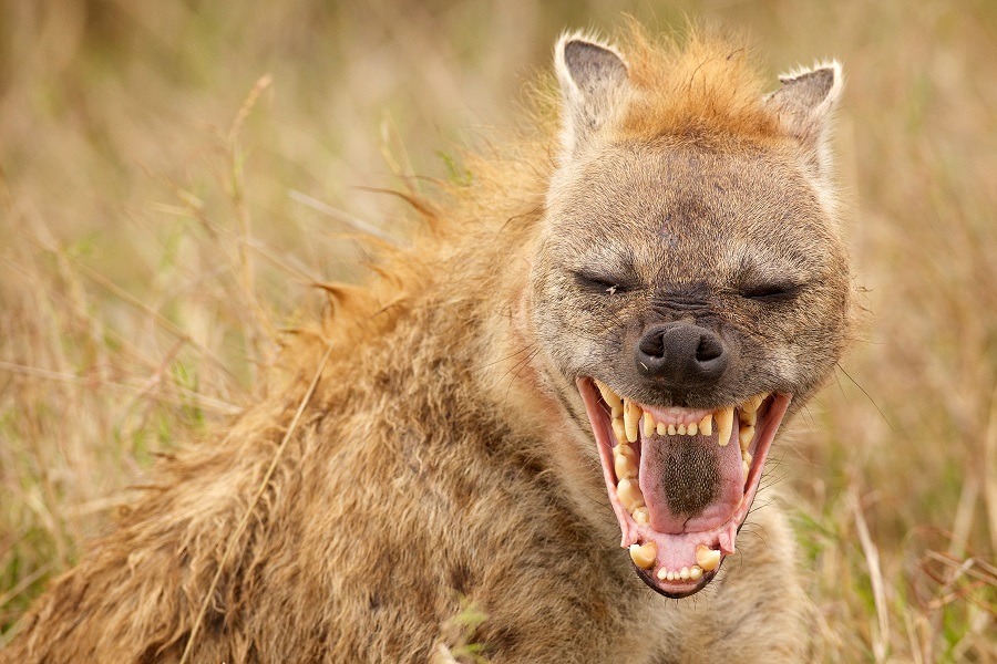 A hyena showing off its canine teeth while laughing.