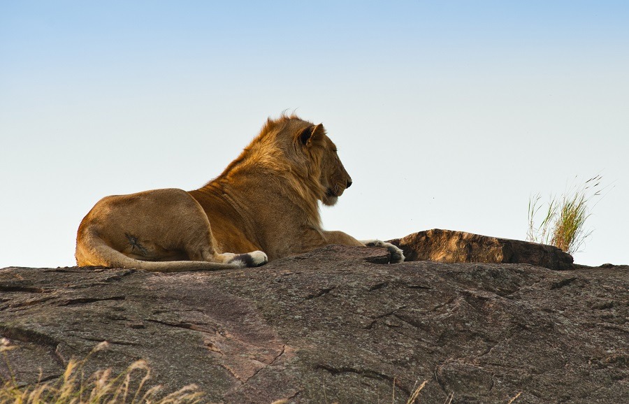 A lion relaxing on a huge rock in wild nature.