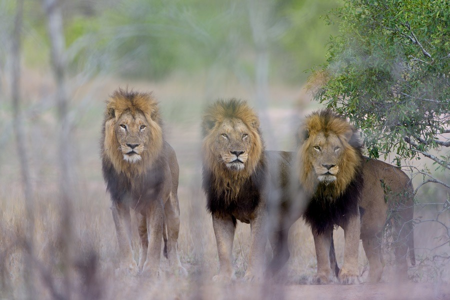 Male lion coalition in the wilderness.