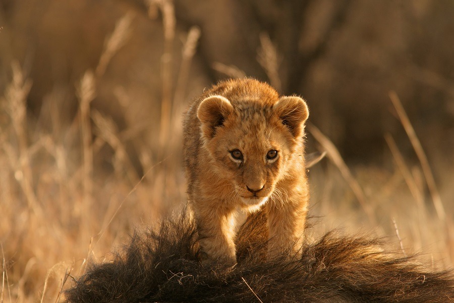 Cute lion cub on top of its mother.