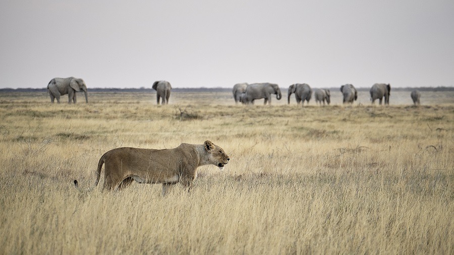 The hunting lioness, with elephants in the background.