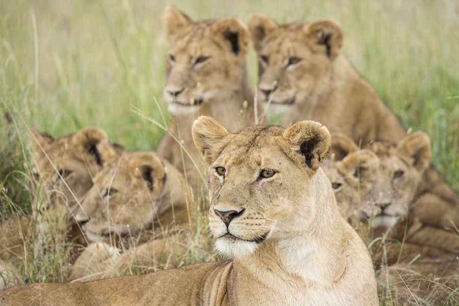 A pride of African lions in Tanzania.