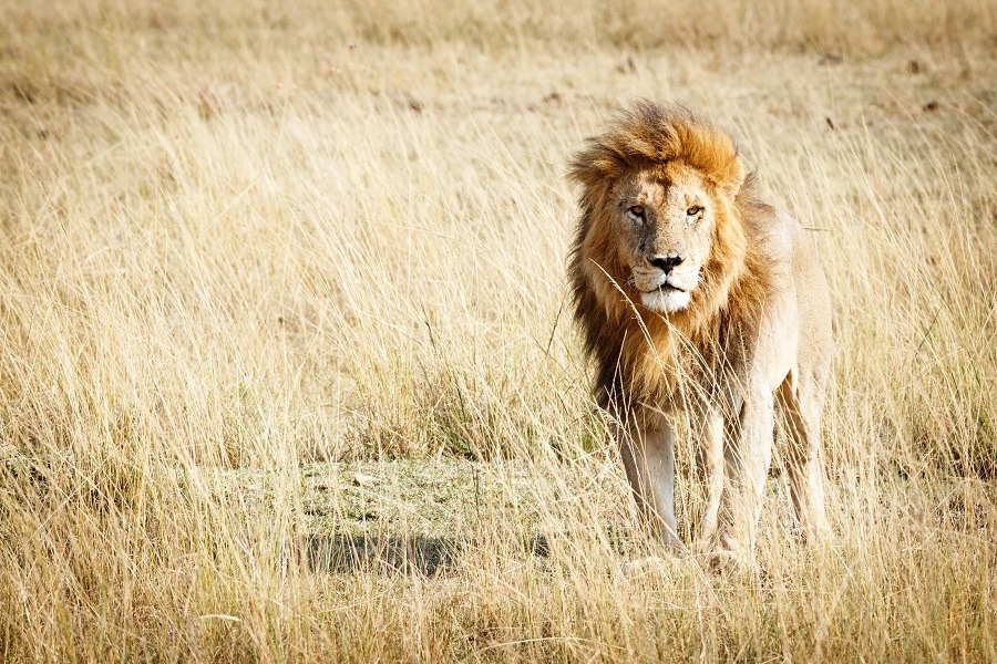 Beautiful male lion in walks alone in grassland.