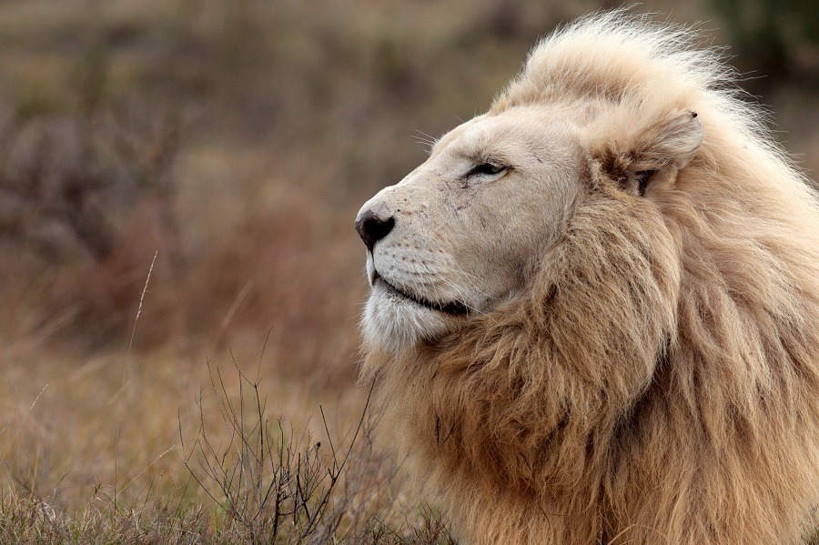 A huge male white lion lying down in the wild.