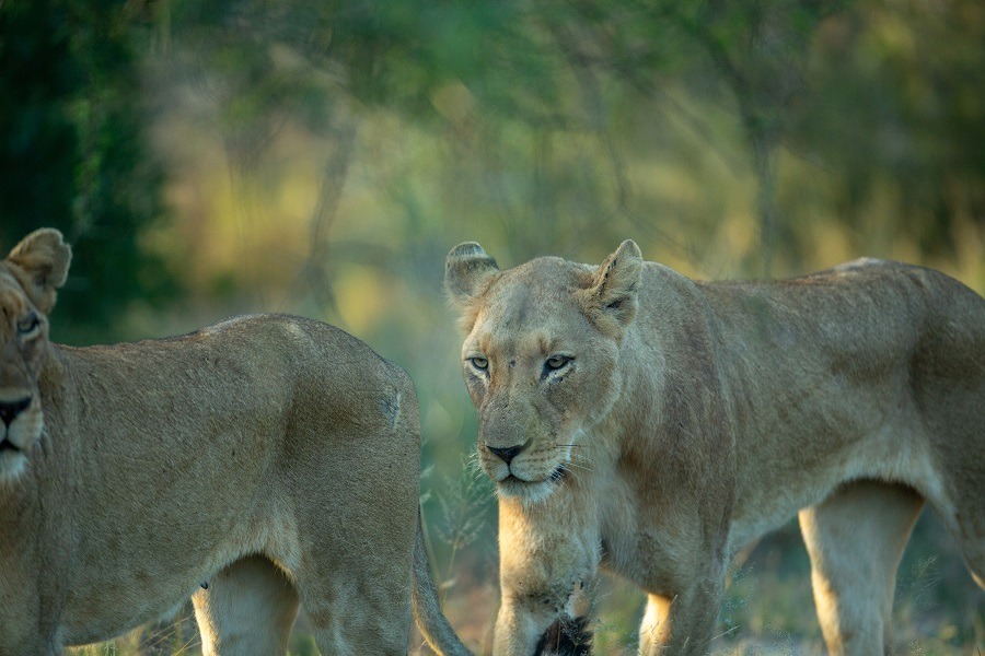 A pride of hungry lions hunting for a good meal.