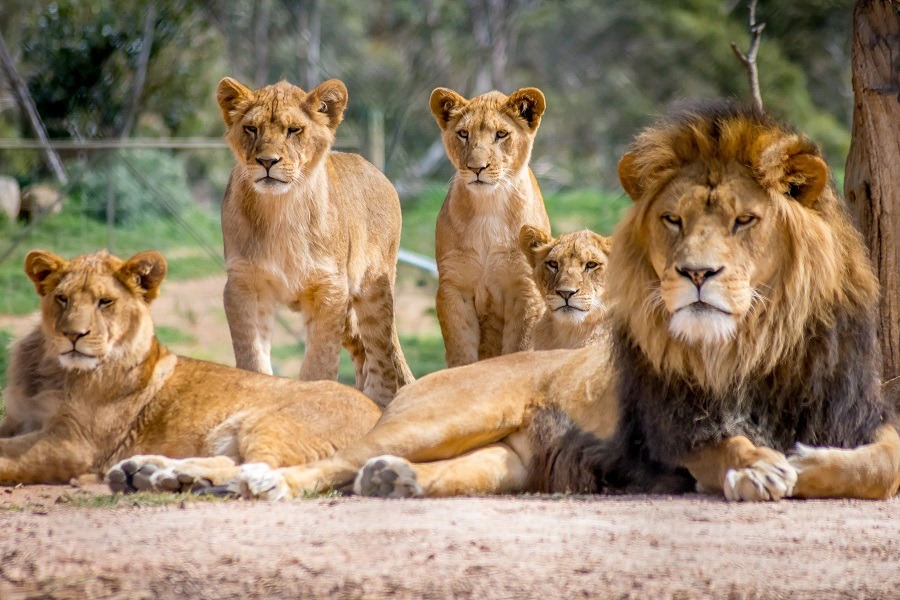 Big lion family in the wild.