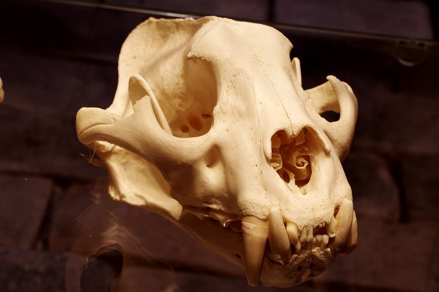 Sumatran tiger's skull.