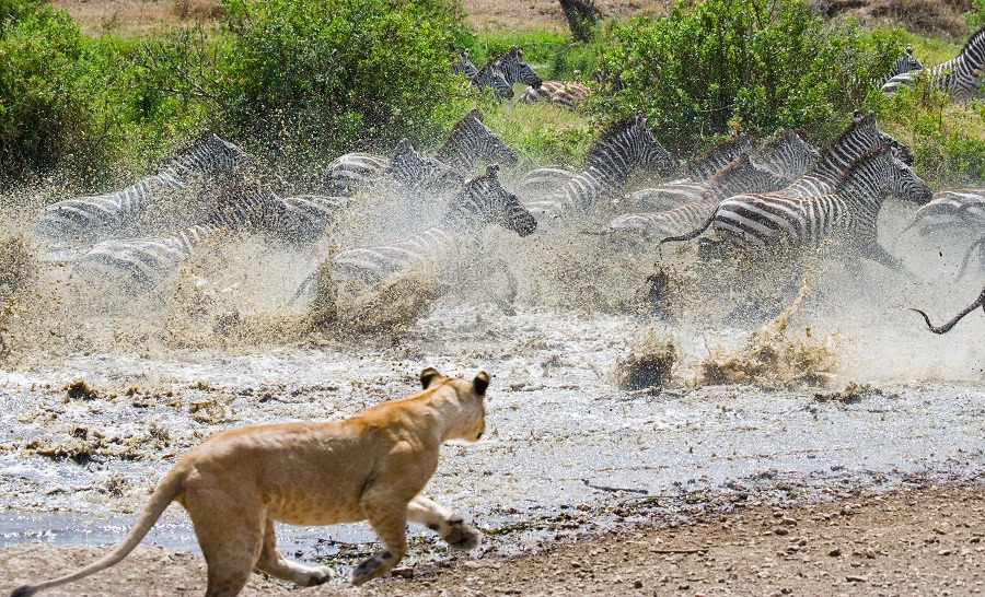 Lioness attacks on a zebra in water.