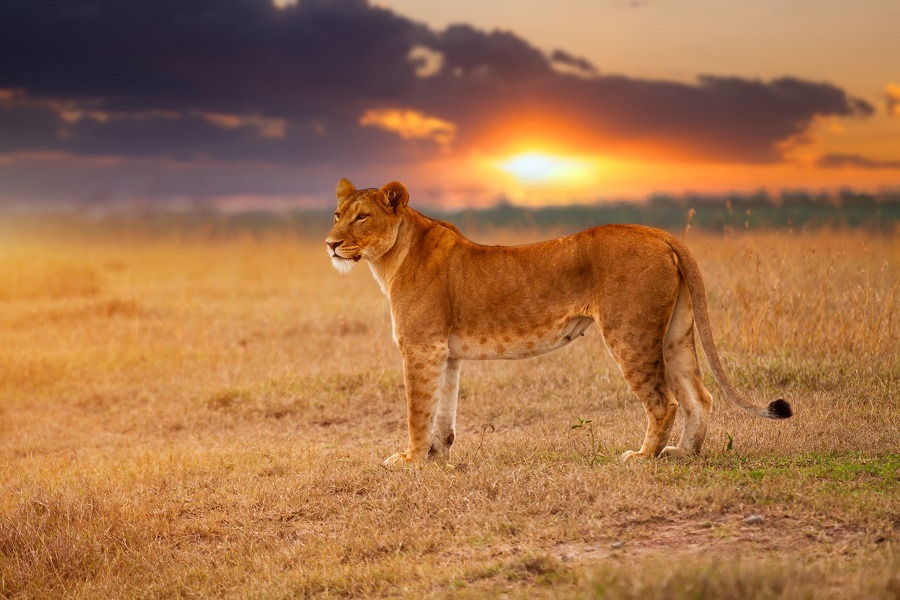 Lioness in the African savanna at sunset. 
