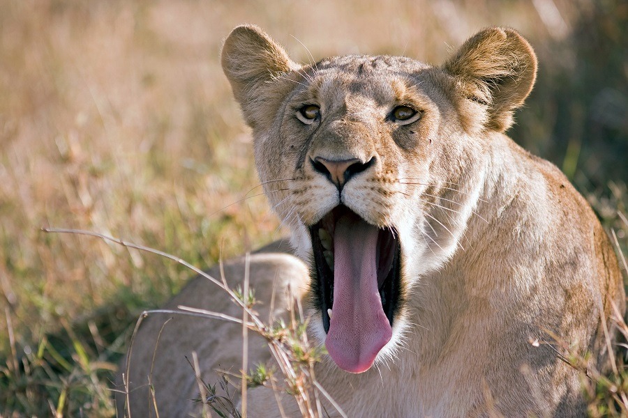 Lioness with open mouth and tongue sticking out lying on the African savannah.